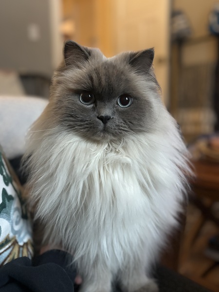 Entry image for Togo . Clicking this image will show a larger photo