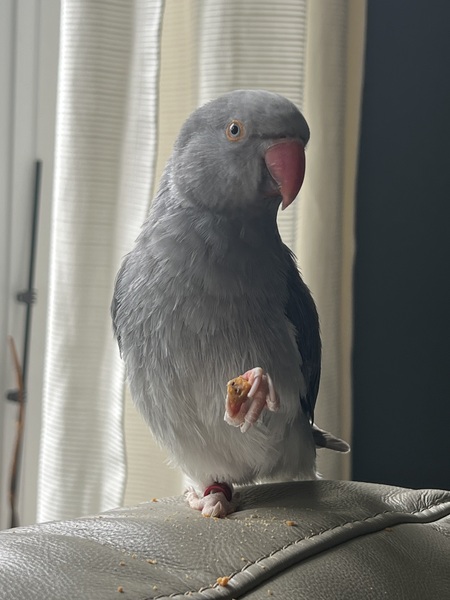 Entry image for Kiss. Clicking this image will show a larger photo