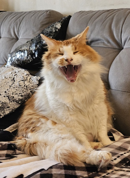 Entry image for Gizmo. Clicking this image will show a larger photo