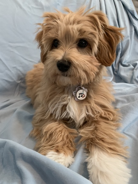 Entry image for Banjo. Clicking this image will show a larger photo