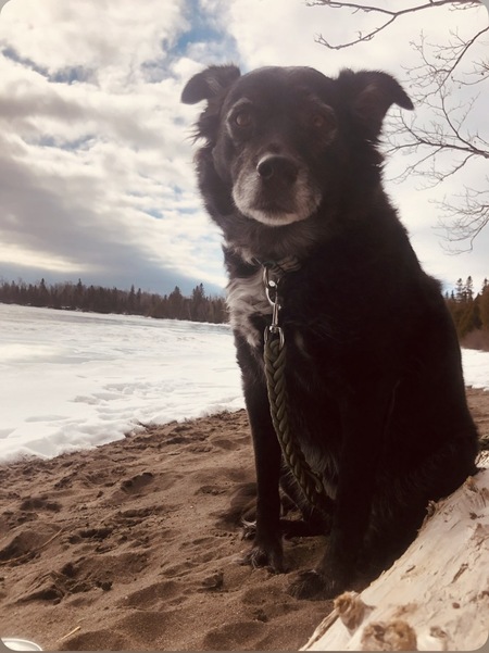 Entry image for Marley. Clicking this image will show a larger photo