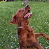 Entry image for Sorsha 