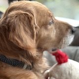 Entry image for Oscar