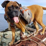 Entry image for Duck