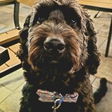 Entry image for Oscar