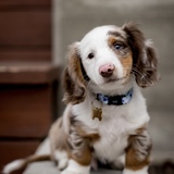 Entry image for Snoopy