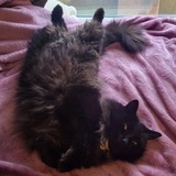 Entry image for Penelope 