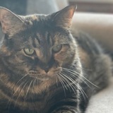 Entry image for Lily