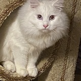 Entry image for Alexander