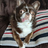 Entry image for Willow