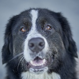 Entry image for Sagey Poo