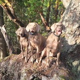 Entry image for Willa, Stanley, Franklin