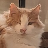 Entry image for Charlie