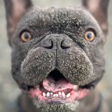 Entry image for Jedi