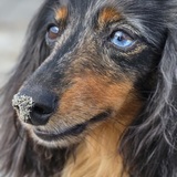 Entry image for Gidget 