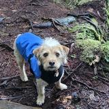 Entry image for Javvi