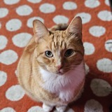 Entry image for Weasley