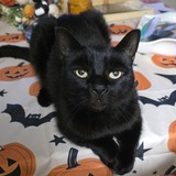 Entry image for Lupin