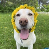 Entry image for Faye