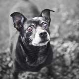 Entry image for Cheech