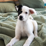 Entry image for Daisy