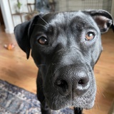 Entry image for Lady