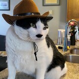 Entry image for Porkchop