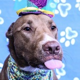 Entry image for Remy