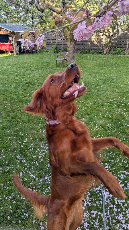 Entry image for Sorsha . Clicking this image will show a larger photo