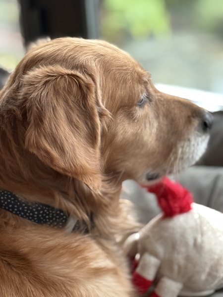 Entry image for Oscar. Clicking this image will show a larger photo