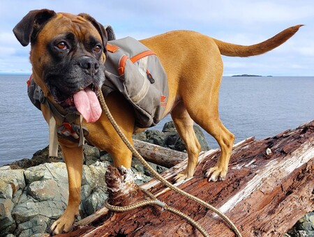 Entry image for Duck. Clicking this image will show a larger photo