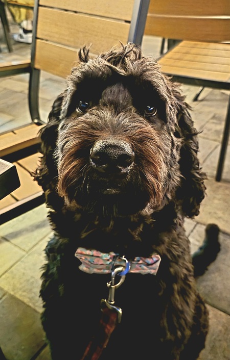 Entry image for Oscar. Clicking this image will show a larger photo