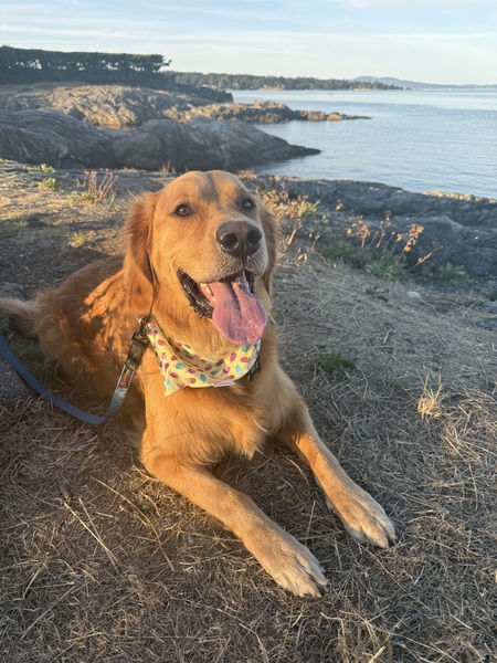 Entry image for Rex. Clicking this image will show a larger photo