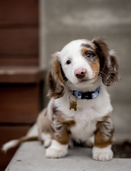 Entry image for Snoopy. Clicking this image will show a larger photo