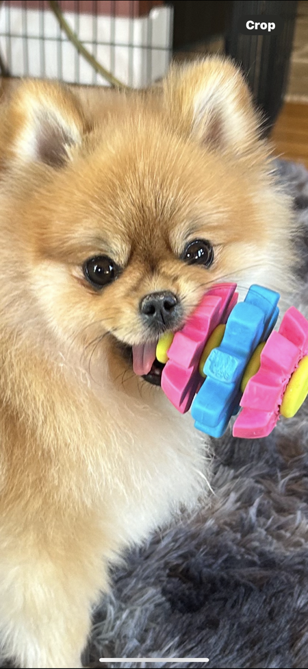 Entry image for Lilly. Clicking this image will show a larger photo