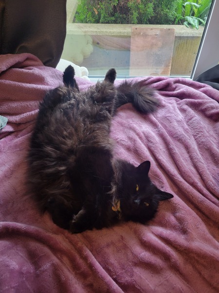 Entry image for Penelope . Clicking this image will show a larger photo