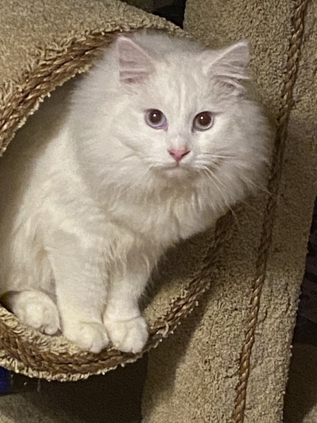 Entry image for Alexander. Clicking this image will show a larger photo