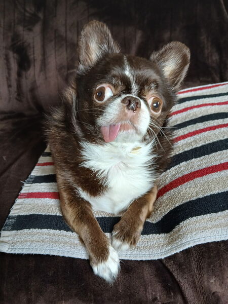 Entry image for Willow. Clicking this image will show a larger photo