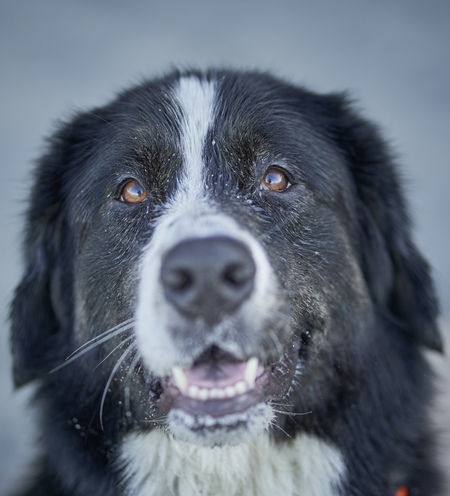 Entry image for Sagey Poo. Clicking this image will show a larger photo