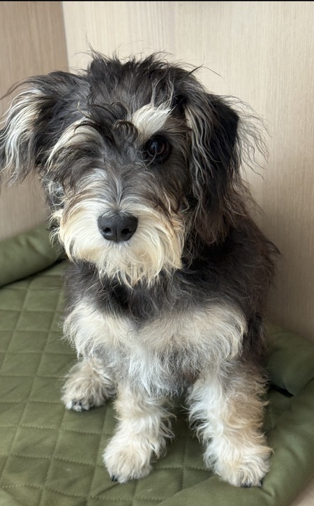 Entry image for Koa. Clicking this image will show a larger photo