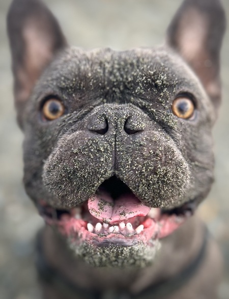 Entry image for Jedi. Clicking this image will show a larger photo