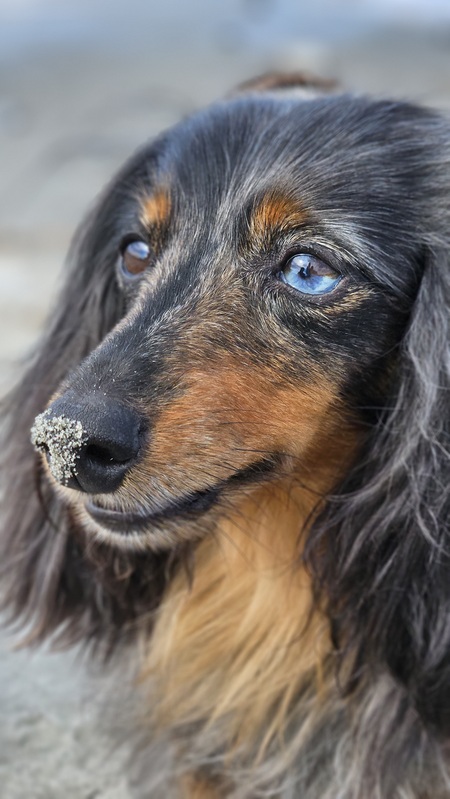 Entry image for Gidget . Clicking this image will show a larger photo