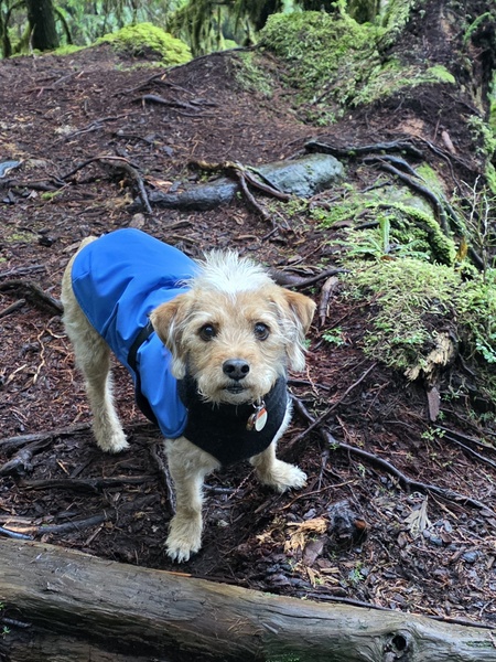 Entry image for Javvi. Clicking this image will show a larger photo