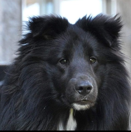 Entry image for Freddie . Clicking this image will show a larger photo