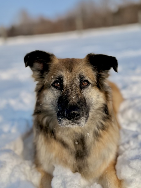 Entry image for Sage. Clicking this image will show a larger photo