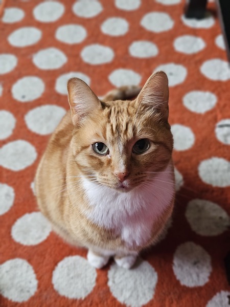 Entry image for Weasley. Clicking this image will show a larger photo