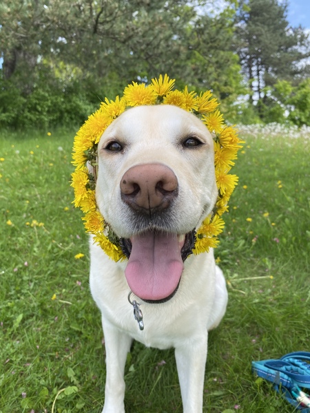 Entry image for Faye. Clicking this image will show a larger photo