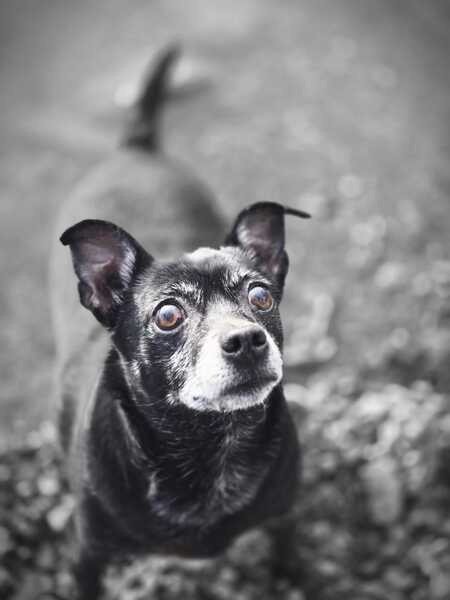 Entry image for Cheech. Clicking this image will show a larger photo