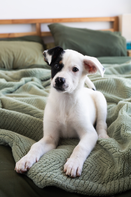 Entry image for Daisy. Clicking this image will show a larger photo