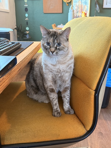 Entry image for Boo. Clicking this image will show a larger photo